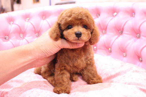 成約済の茨城県のトイプードル-57988の4枚目